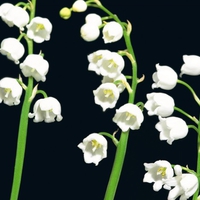 Lily of the valley