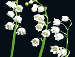 Lily of the valley