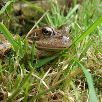 summer frog