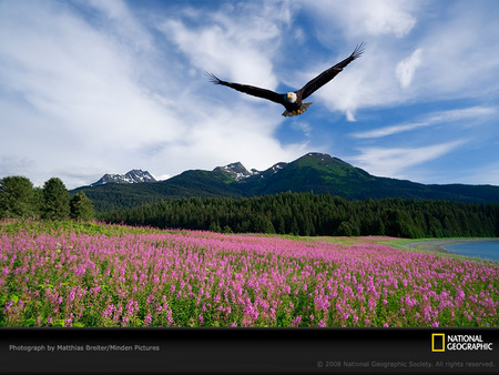 Flowers - lake, eagle, clouds, mountains, flowers, field