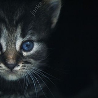 this cat doesnt know what will be