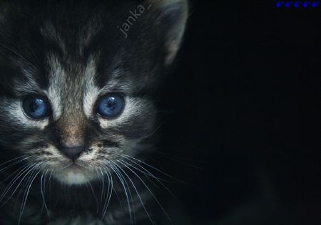 this cat doesnt know what will be - cat, blue eyes