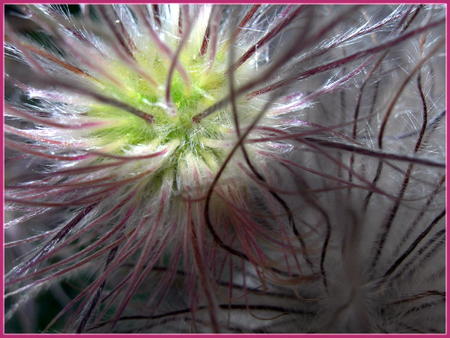 flower - nature, flowers