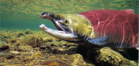 Spawing Salmon - water, nature, dual monitor, color, fish, dual screen