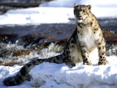 snow leopard ,2 - sitting, focused, snow