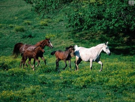 Horses - animal, cavalo, horse