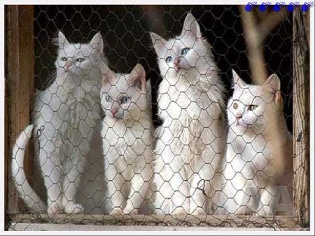 multicat. - white, cats