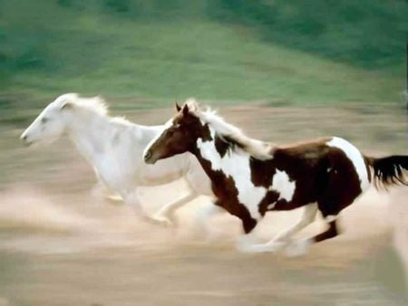 Horses racing - animal, cavalo, horse