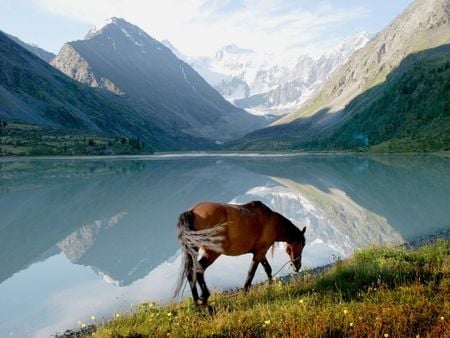 Wallking alone - cavalo, animal, horse