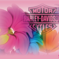 Harley-Davidson fleurs logo rose