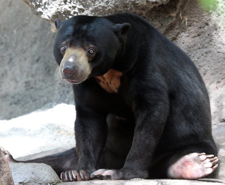 sun bear - you have a coke, sitting up