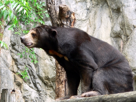 sun bear ,pic3 - sunning, is that food, look at me