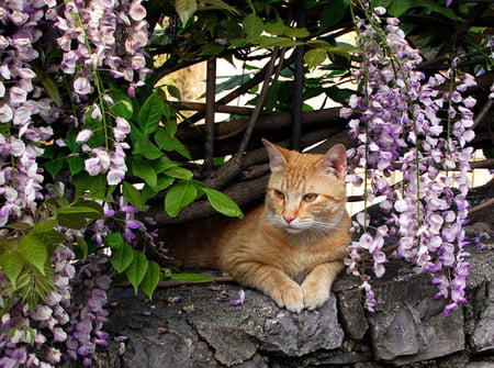 Flowery Cove - purple, orange tabby, cats, wisteria flowers, animals