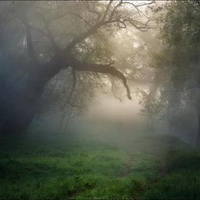 Trees In Morning Mist