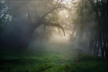 Trees In Morning Mist - morning, nature, trees, forests, mist