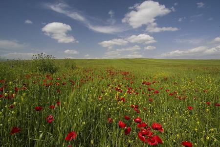 Sight of Summer - fields, nature, sky, blue, clouds, flower field