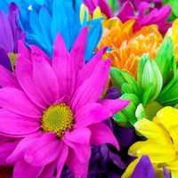 Colorful Flowers