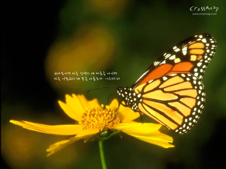 Butterfly Loves flower - butterfly, flower, love