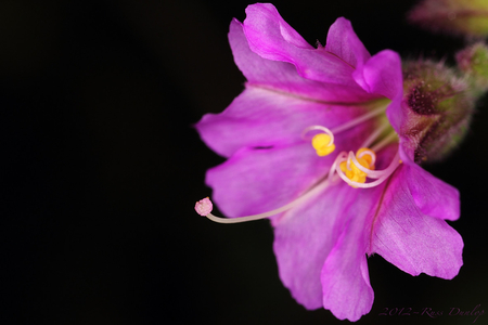 Pink & Yellow - nice, pretty, lovely, flower