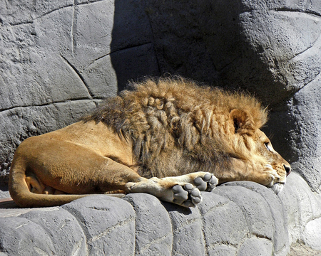 Do Not Disturb - cute, lion, lovely, big cat