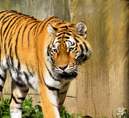 Big and Beautiful - cat, lovely, big and beautiful, cute, big cat