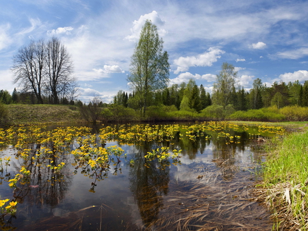 Nature - nature, landscape, tree, grass, pond