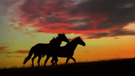 Horses in the sunset - pretty, nice, lovely, horses