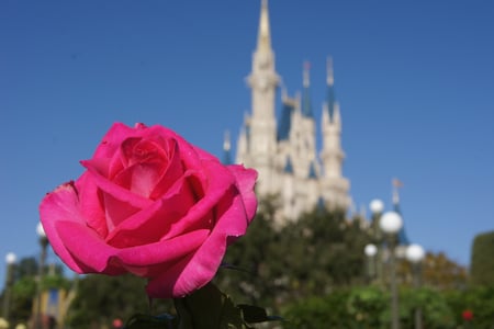 Disney Flower - nice, pretty, pink, rose, lovely