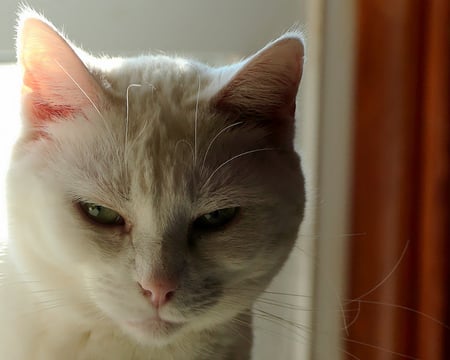 Cute cat - cute, nice, white, cat