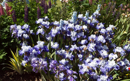 Iris Garden - pretty, purple, garden, green, iris, flower, plant