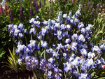 Iris Garden