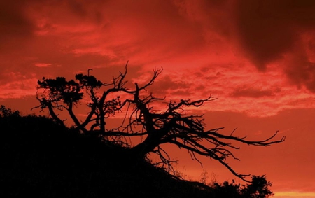 Red slope - abstract, red, photography, red sky, cute, nice, photo, tree