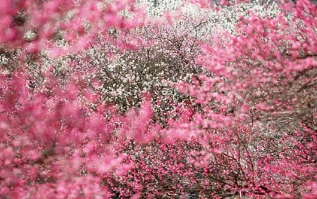 Pink petals - cute, photo, leaves, petals, others, nice, photography, trees, nature