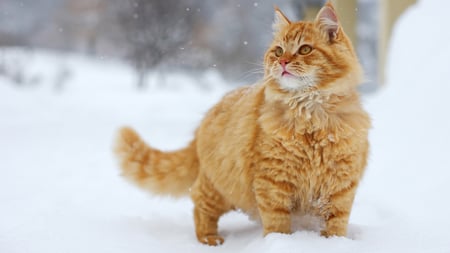 Beautiful Ginger Cat - cat, snow, beautiful, winter, big, cute, ginger