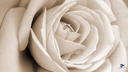 As Simple As That - white, pretty, and, rose