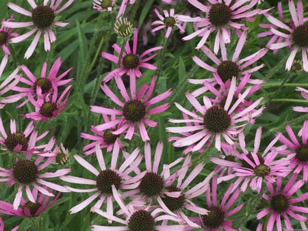 Echinacea - echinacea, flower, pink, green