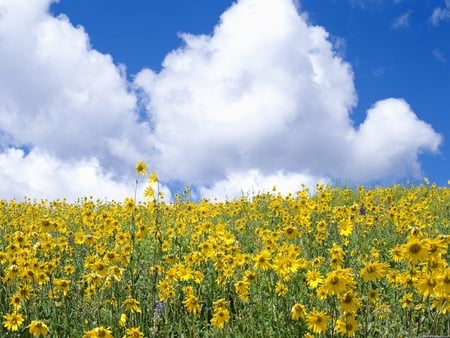 Colorado Wildflowers - wildflowers, sky, colorado, yellow