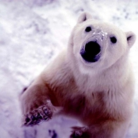 cute polar bear