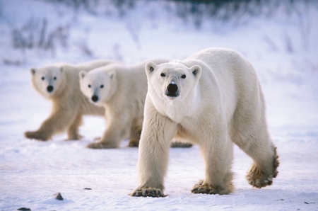 magnificent bears - magnificent, cold, snow, bear, winter, polar