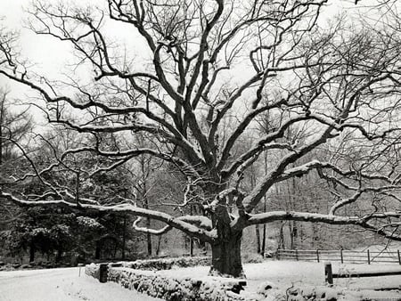 Bedford Oak, New York City - city, new york, oak, bedford