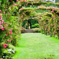 rose garden