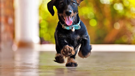 I Can Stand On One Leg - tan, black, running, dachshund