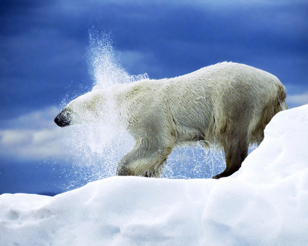 Polar Bear - snow, bear, ice, polar