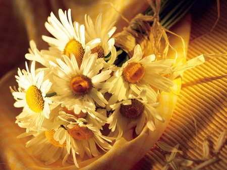 Cool daisies - nice, delicate, bouquet, lovely, pretty, cool, sunny, flowers, daisies, harmony