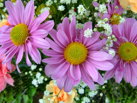 Fresh spring flowers - purple, pretty, beauty, beautiful, flowers, spring, fresh, nice, lovely