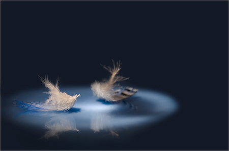 Light as feathers - abstract, photography, nice, feathers, photo, dark, others