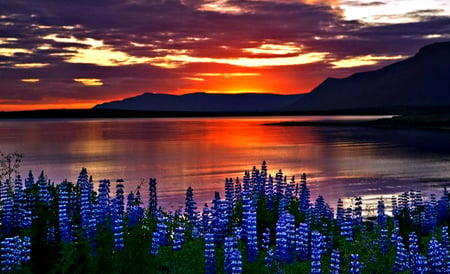 Peaceful Place - blue flowers, grass, view, nature, sunset, colorful, mountains, pretty, water, landscape, beauty, flowers, peaceful, blue, lake, sky, reflection, sunlight, clouds, lovely, splendor, colors