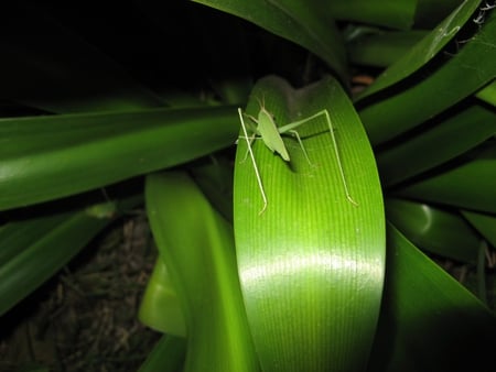 Can you see me..?? - insect, grass hopper, plant, green