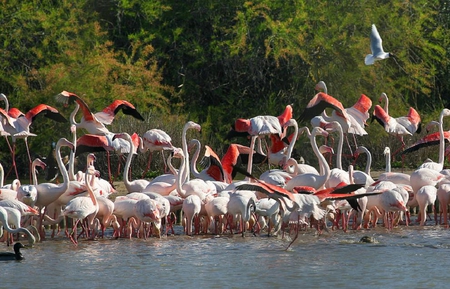 Flamingo - funny, cool, cute, animals, photo, nice, flamingo, photography, birds