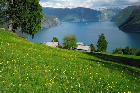 Deep fjords, Norway. - fjord, house, nature, borway, flower, tree